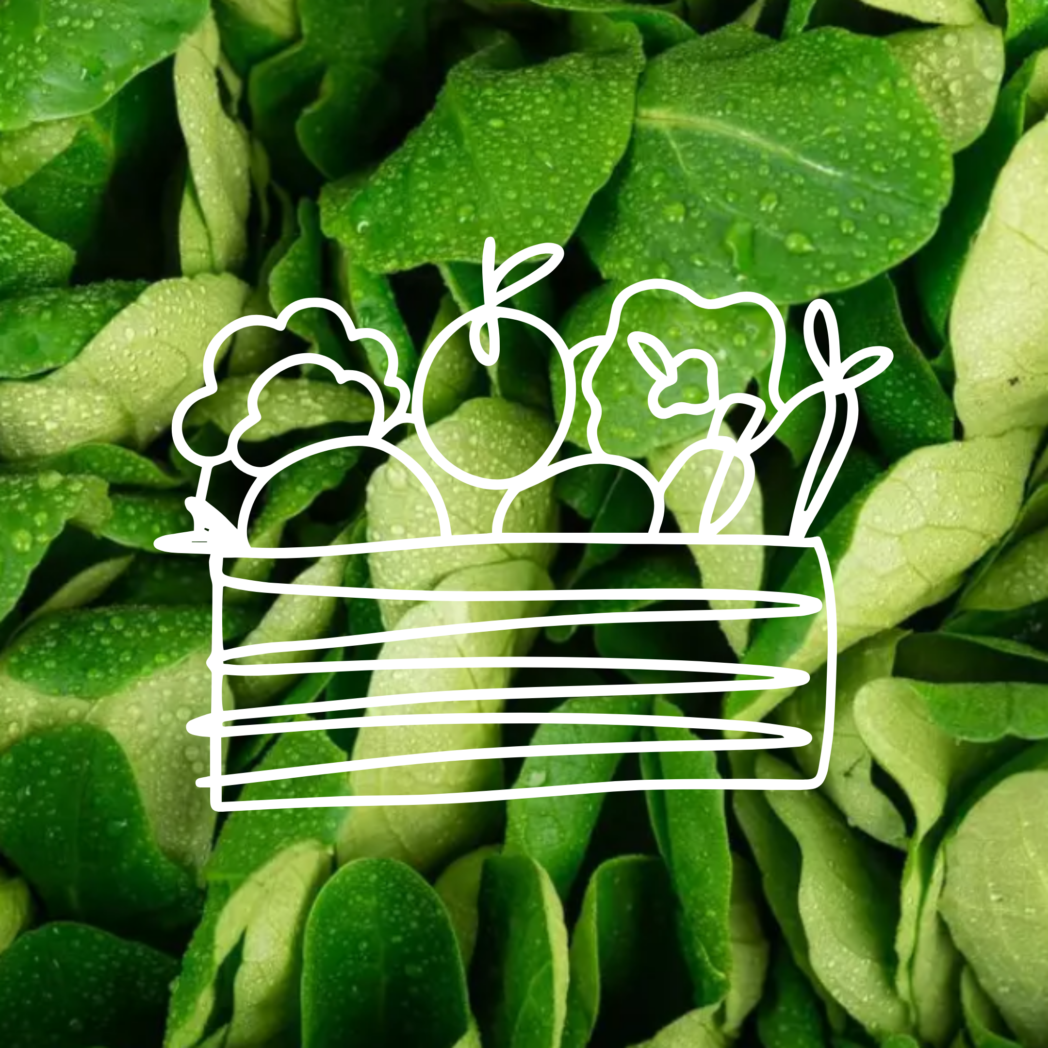 Mâche - Colis complet - 1kg