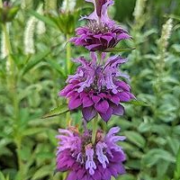 Monarde citron - 1l