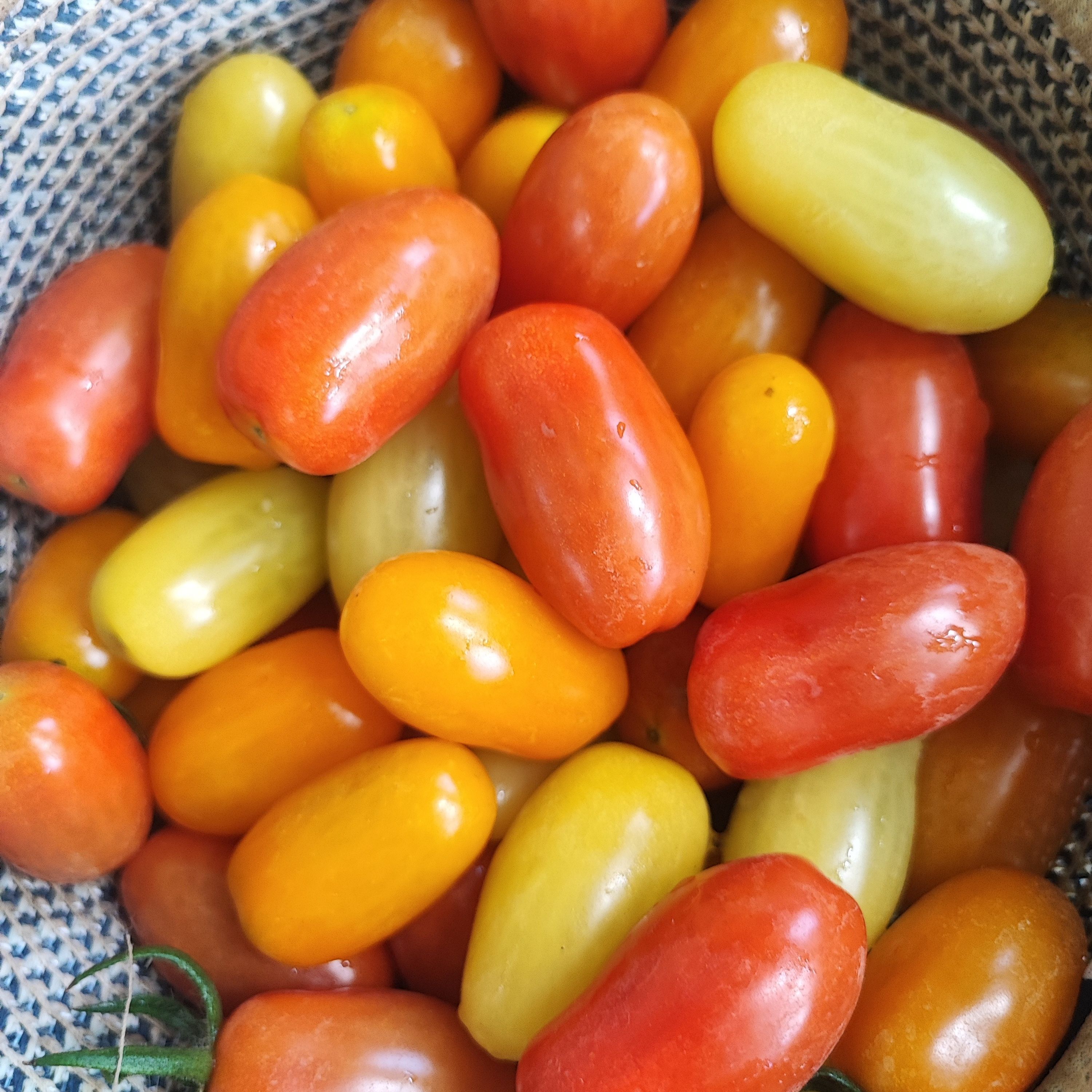 Tomates cerises couleurs - 0,25g