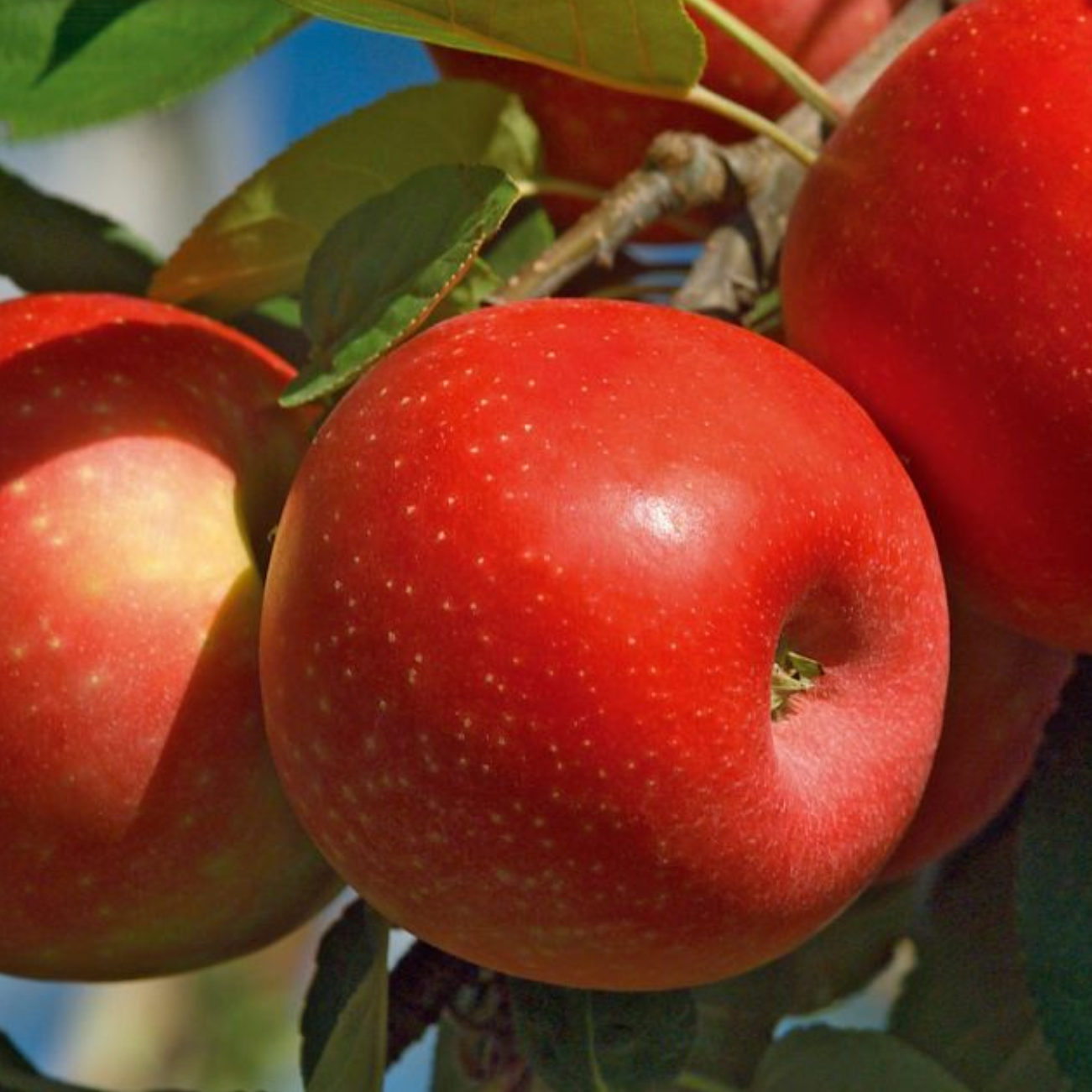 Pommier 'Ariane' / Racines nues