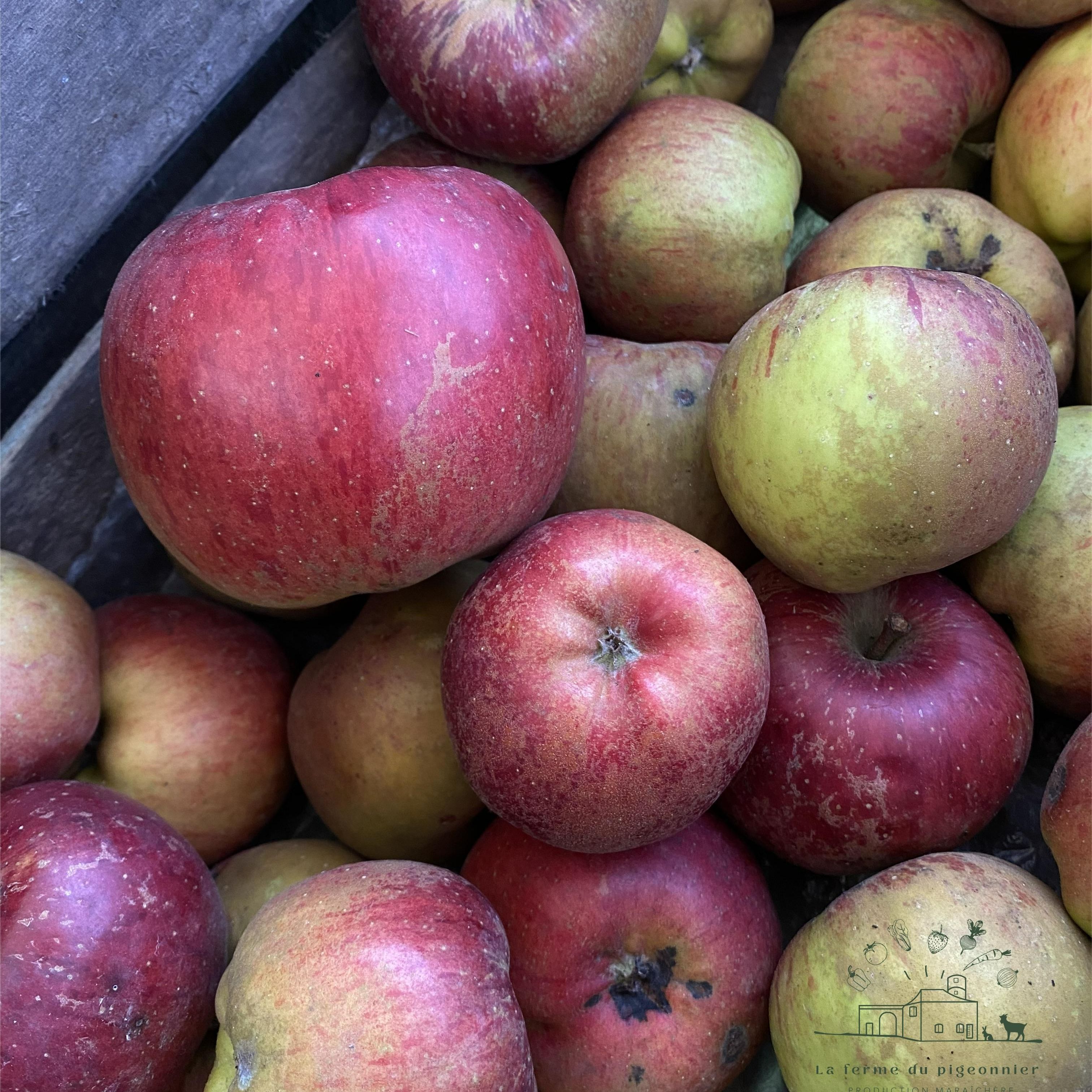 Pomme à croquer