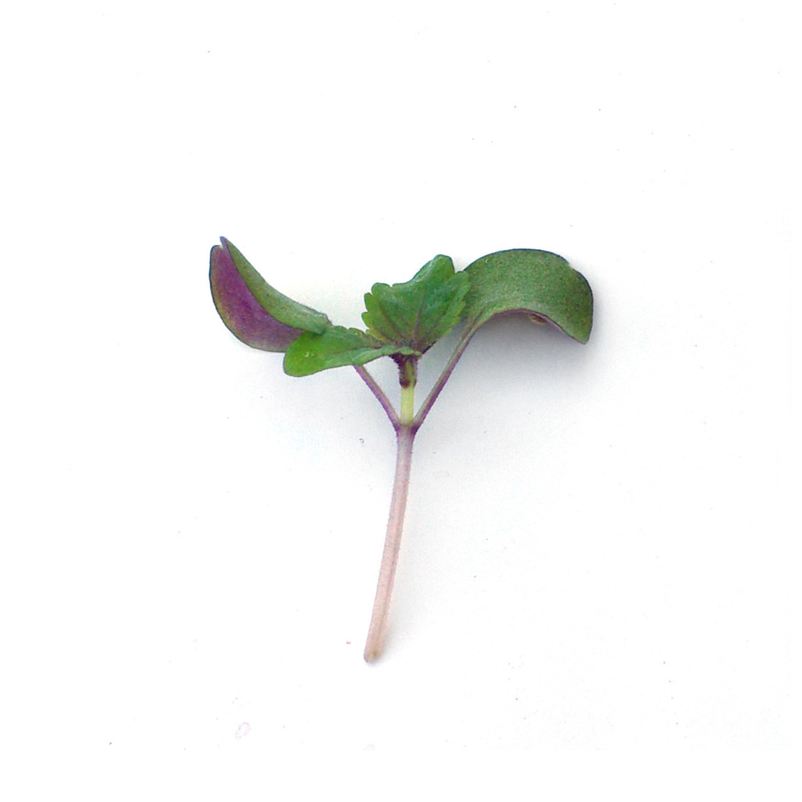 Micropousses - Shiso bicolore