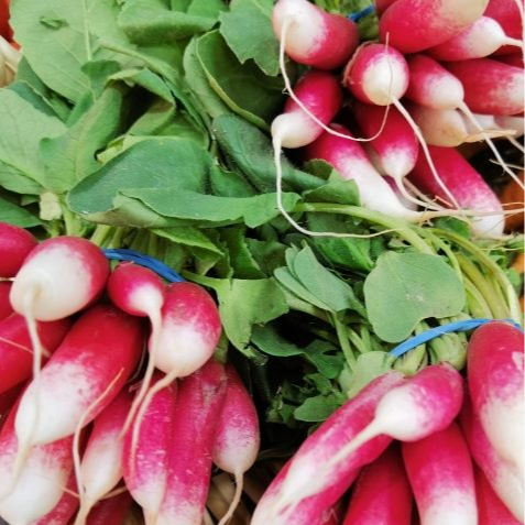 Botte Radis Rose (pièce)