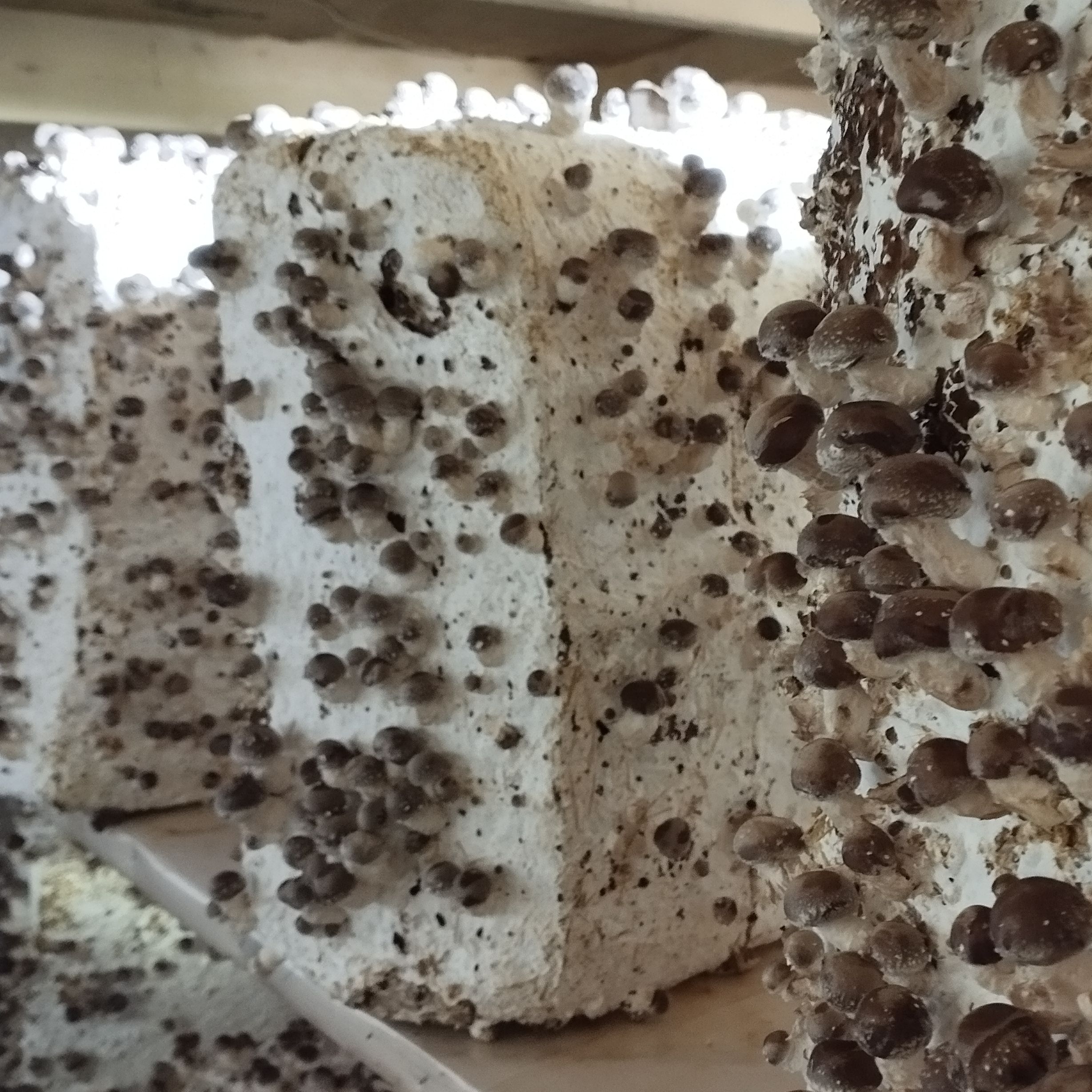 Kit de culture -  Shiitakes