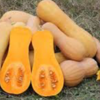 Courge butternut