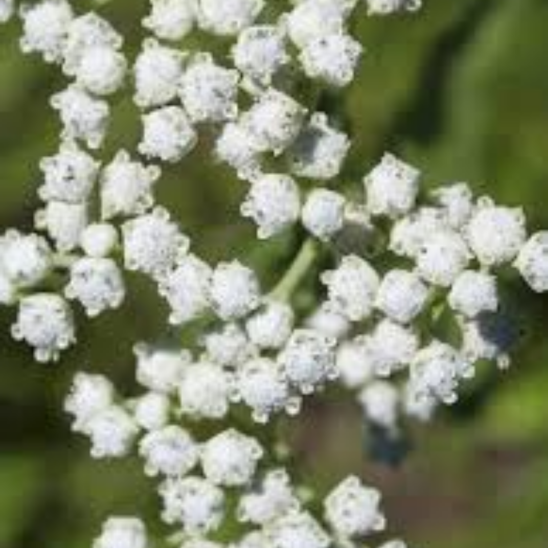 Parthenium integrifolium
