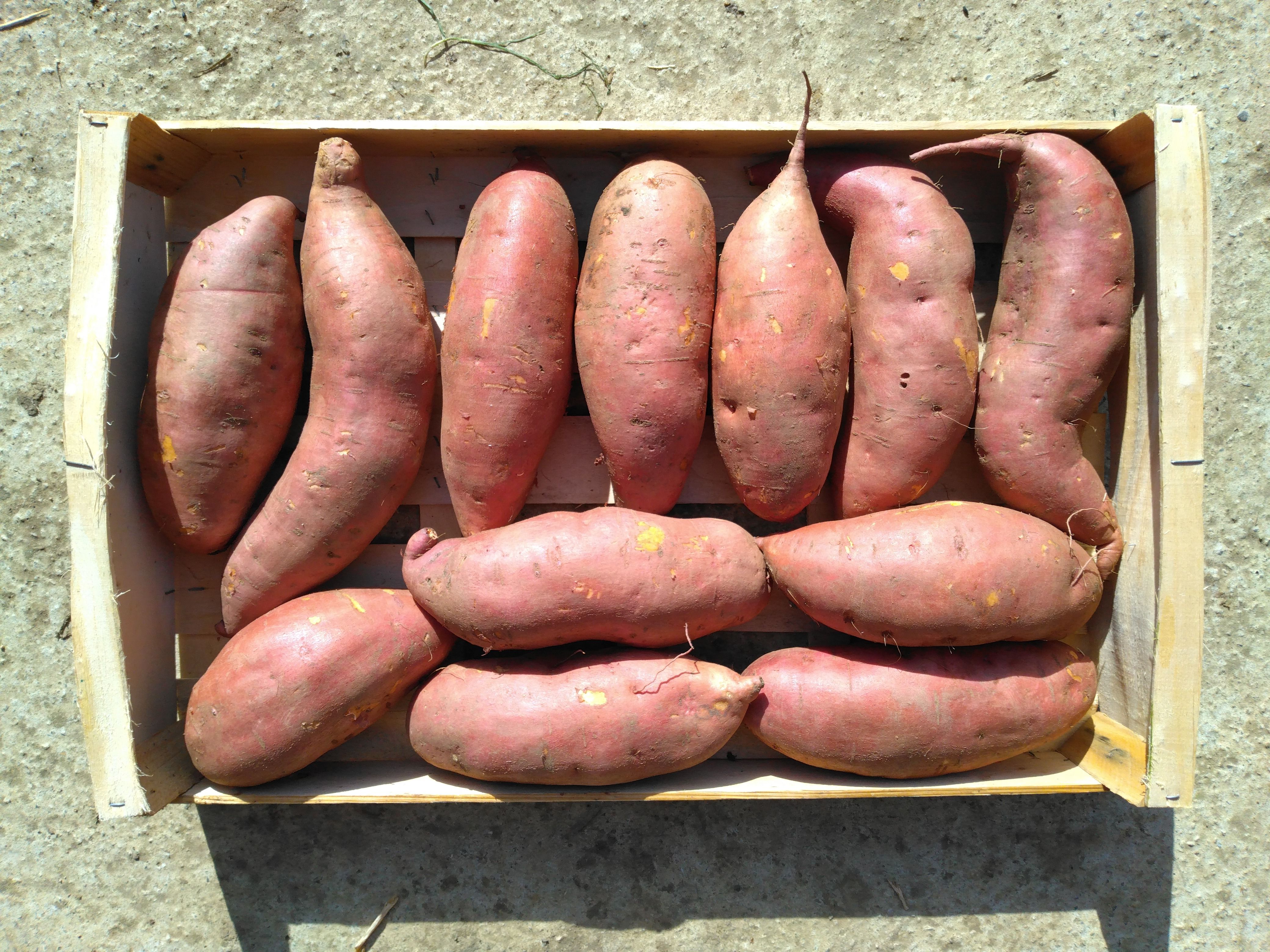 Patates douces