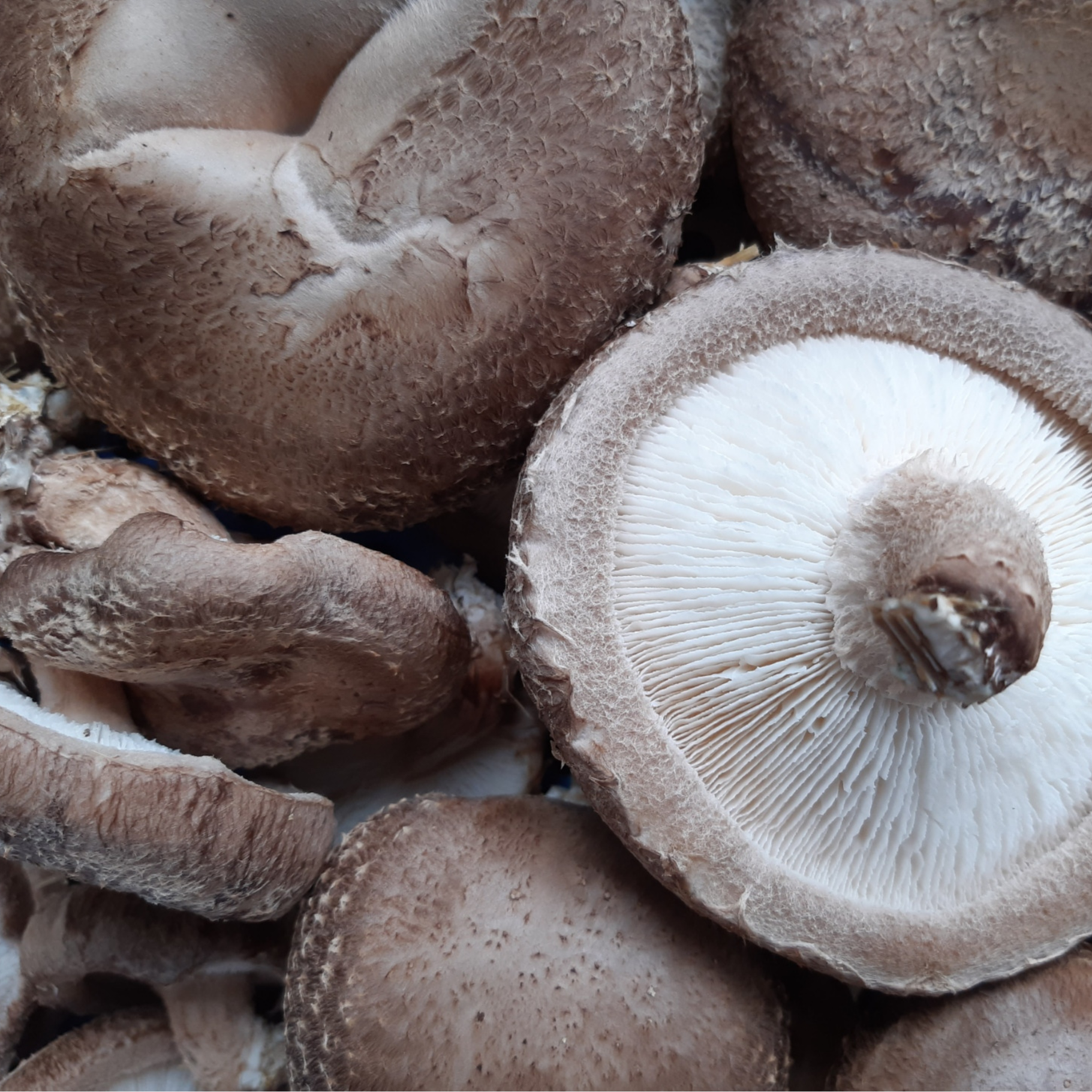 CHAMPIGNON SHIITAKE