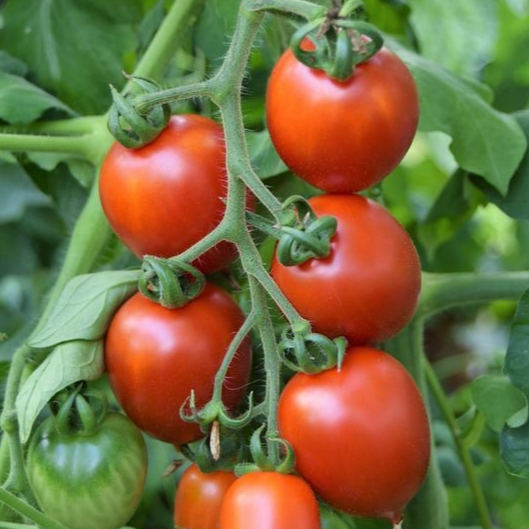 Tomate cerisette Brin de muguet en godet 8 cm