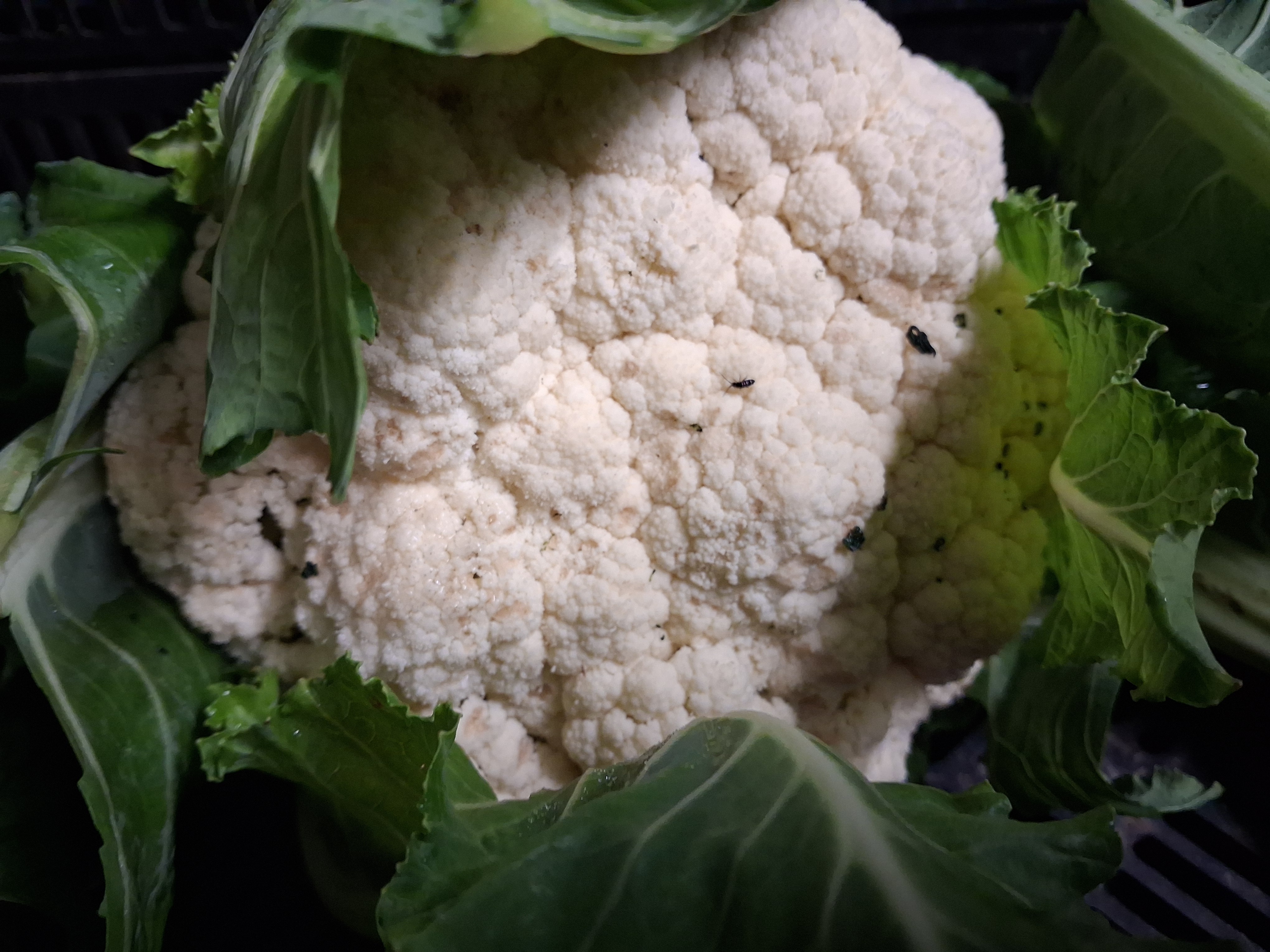 Chou fleur M