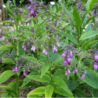 Consoude officinale en pot 10.5cm