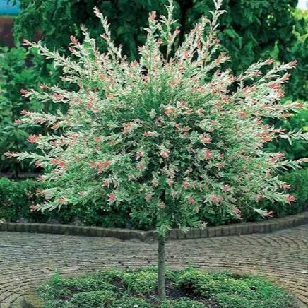 Saule crevette - Salix integra "Hakuro Nishiki" sur Tige