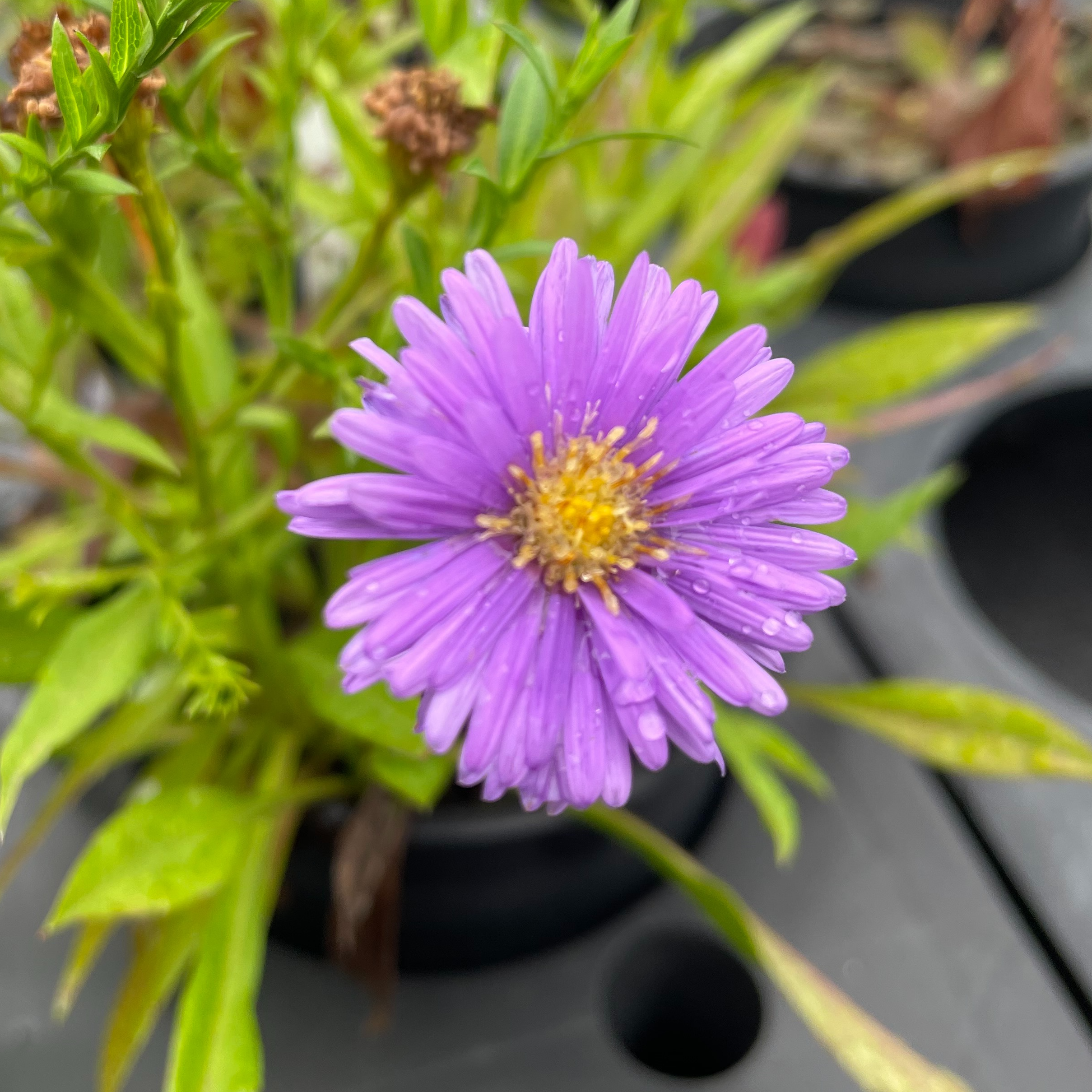 Aster dumosus 'Sapphire'