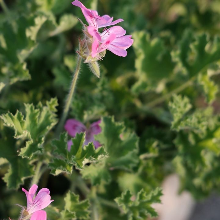 Géranium Bourbon
