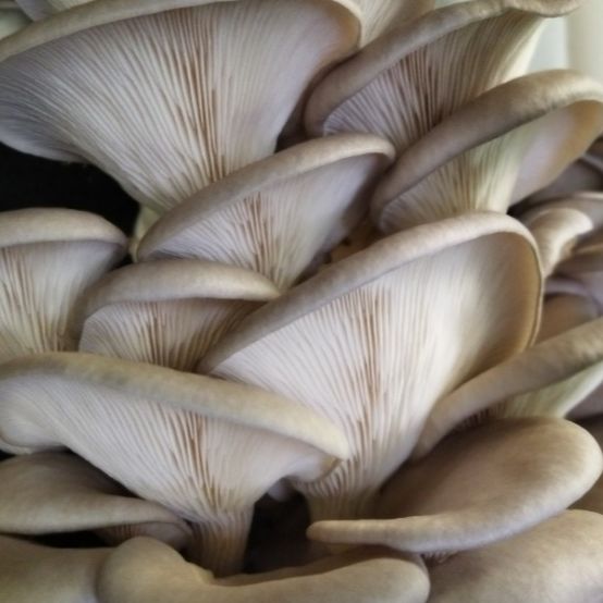 Pleurotes gris
