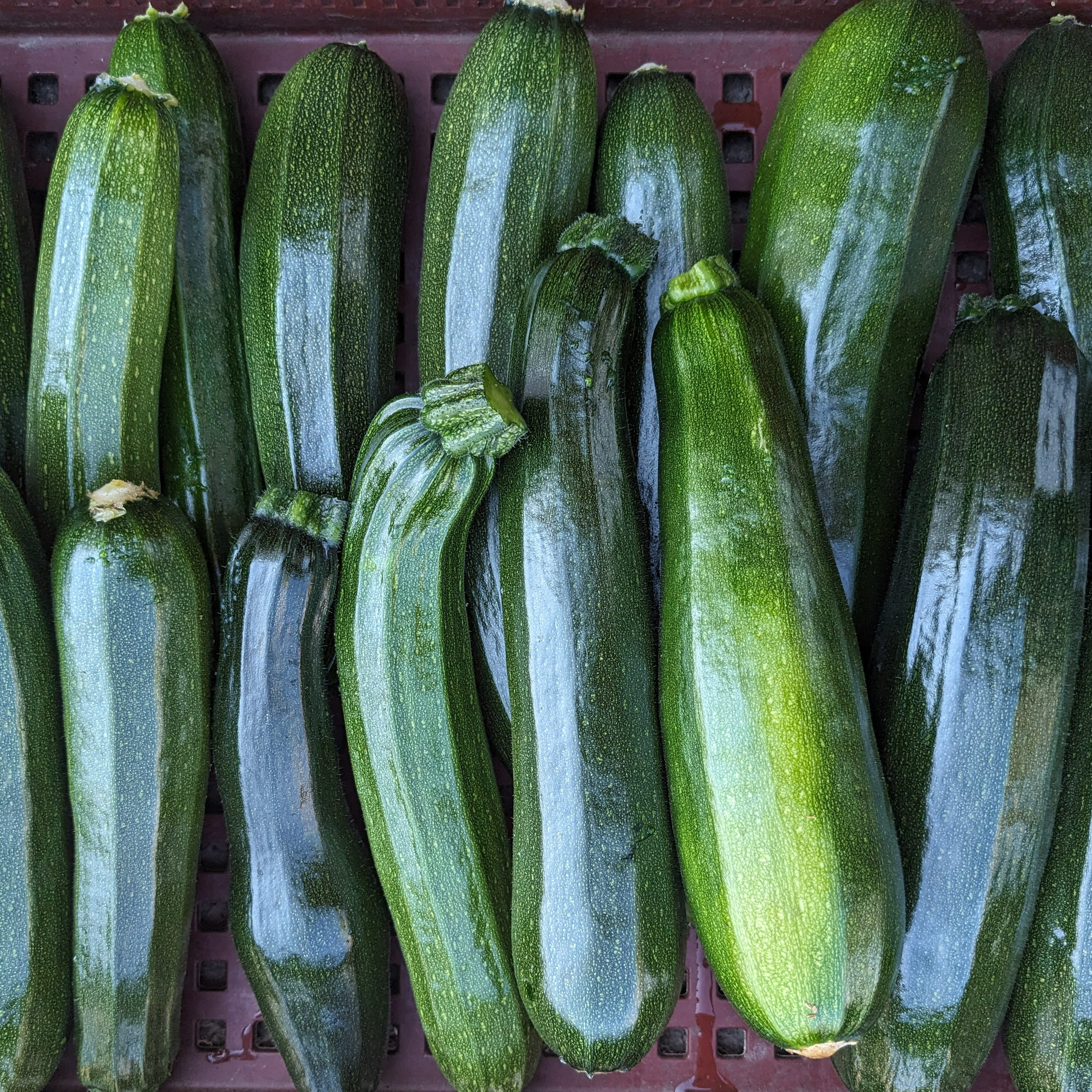 Courgette verte