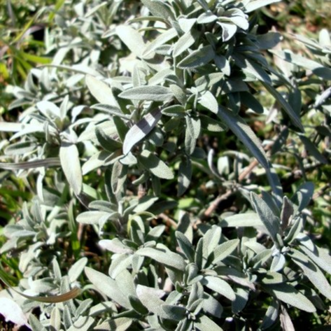 Salvia Lavandulifolia