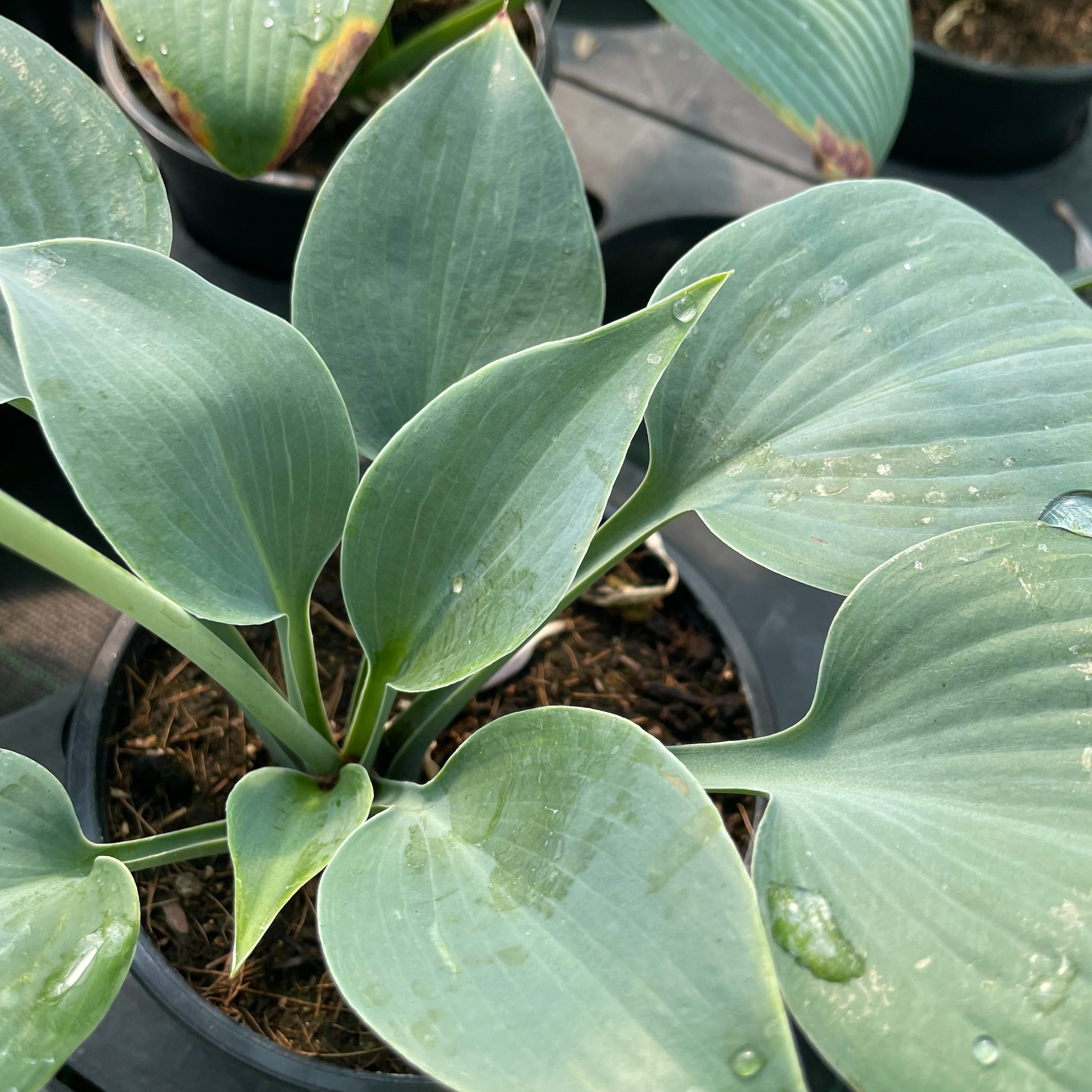 Hosta 'Fragrant Blue'