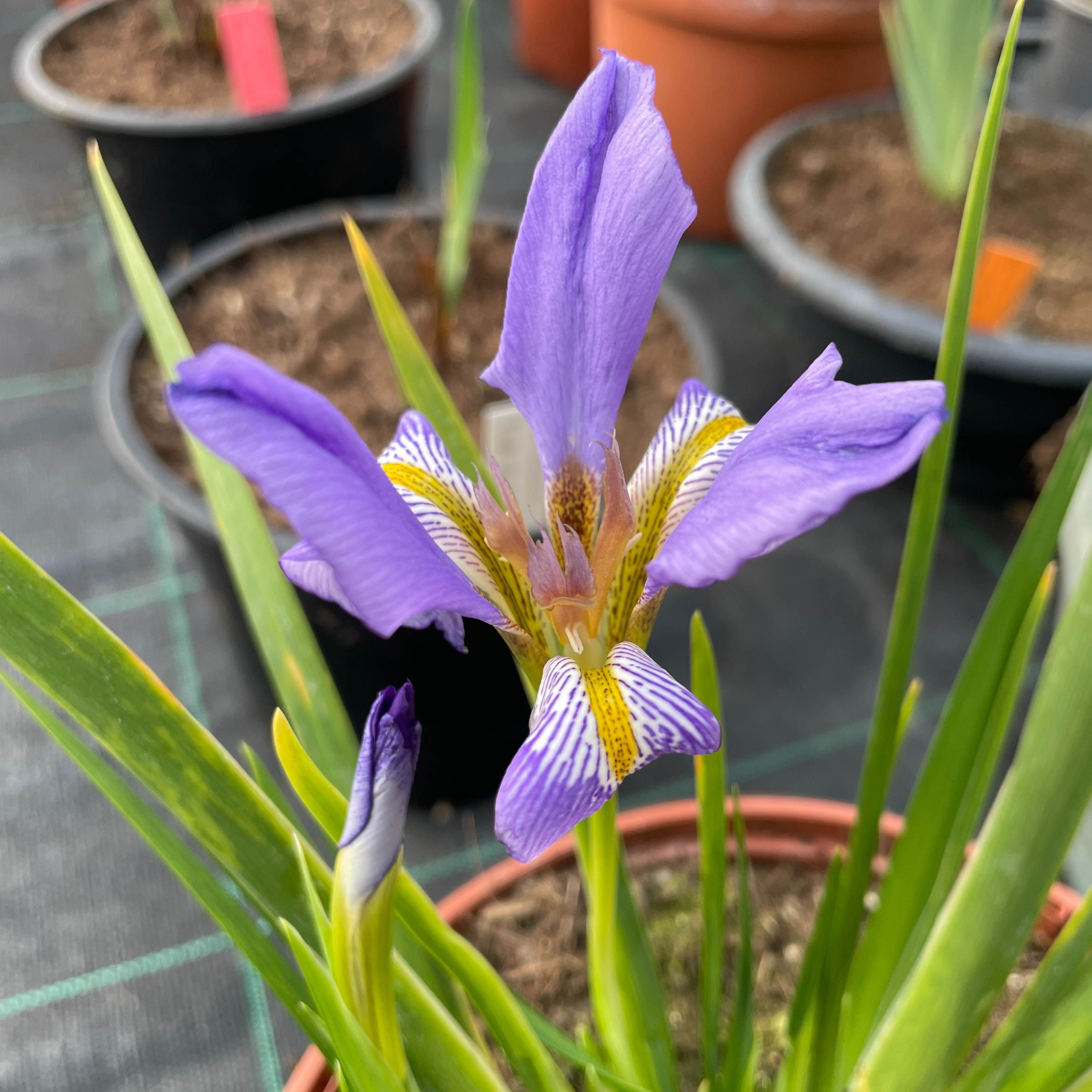 Iris lazica