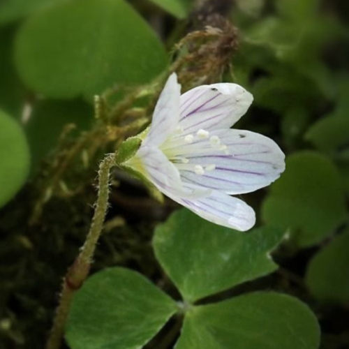 Fleurs - Oxalis blanches ou roses
