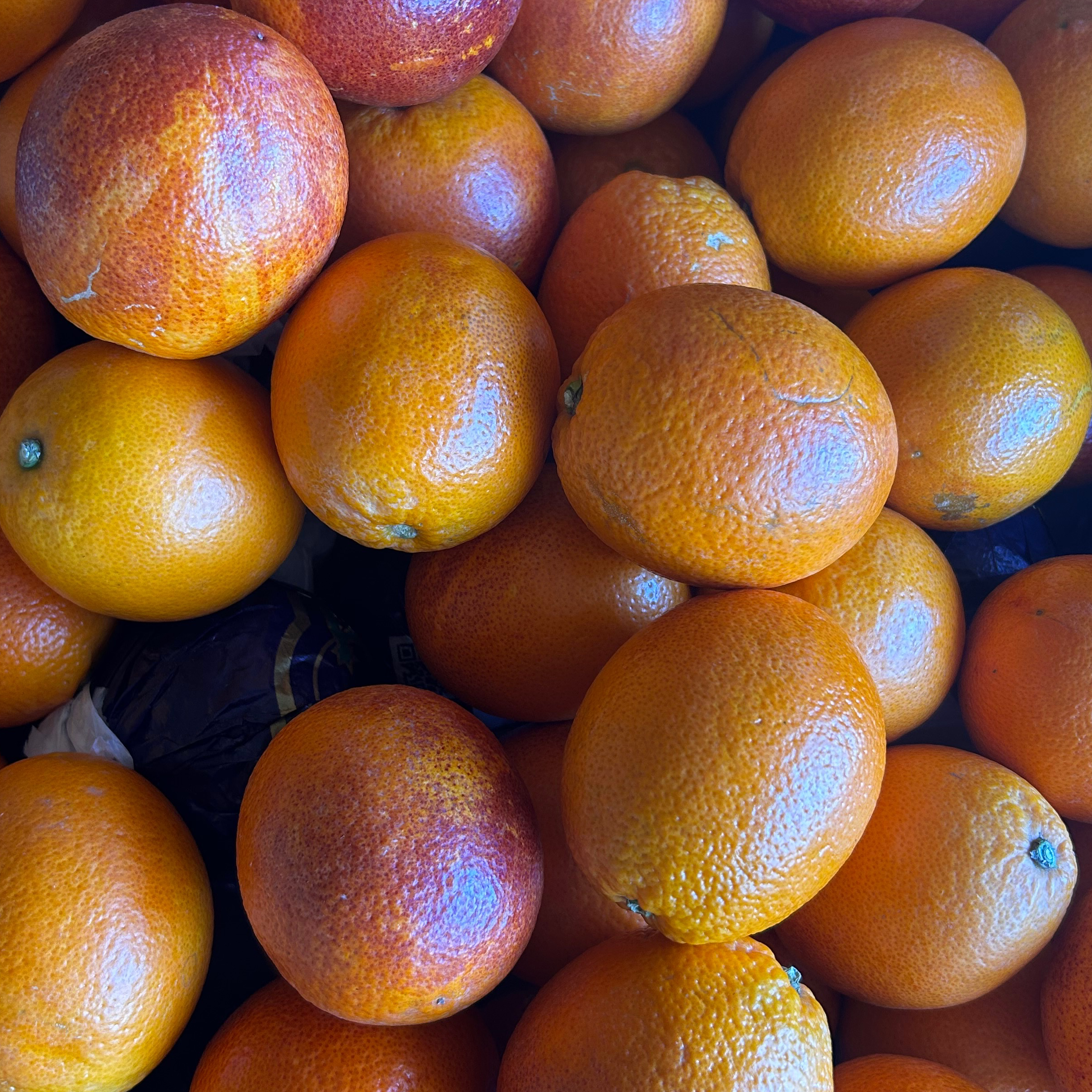 Orange sanguine petite