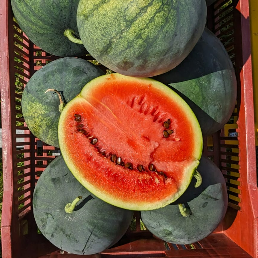 Pastèque (de 2 à 5kg)