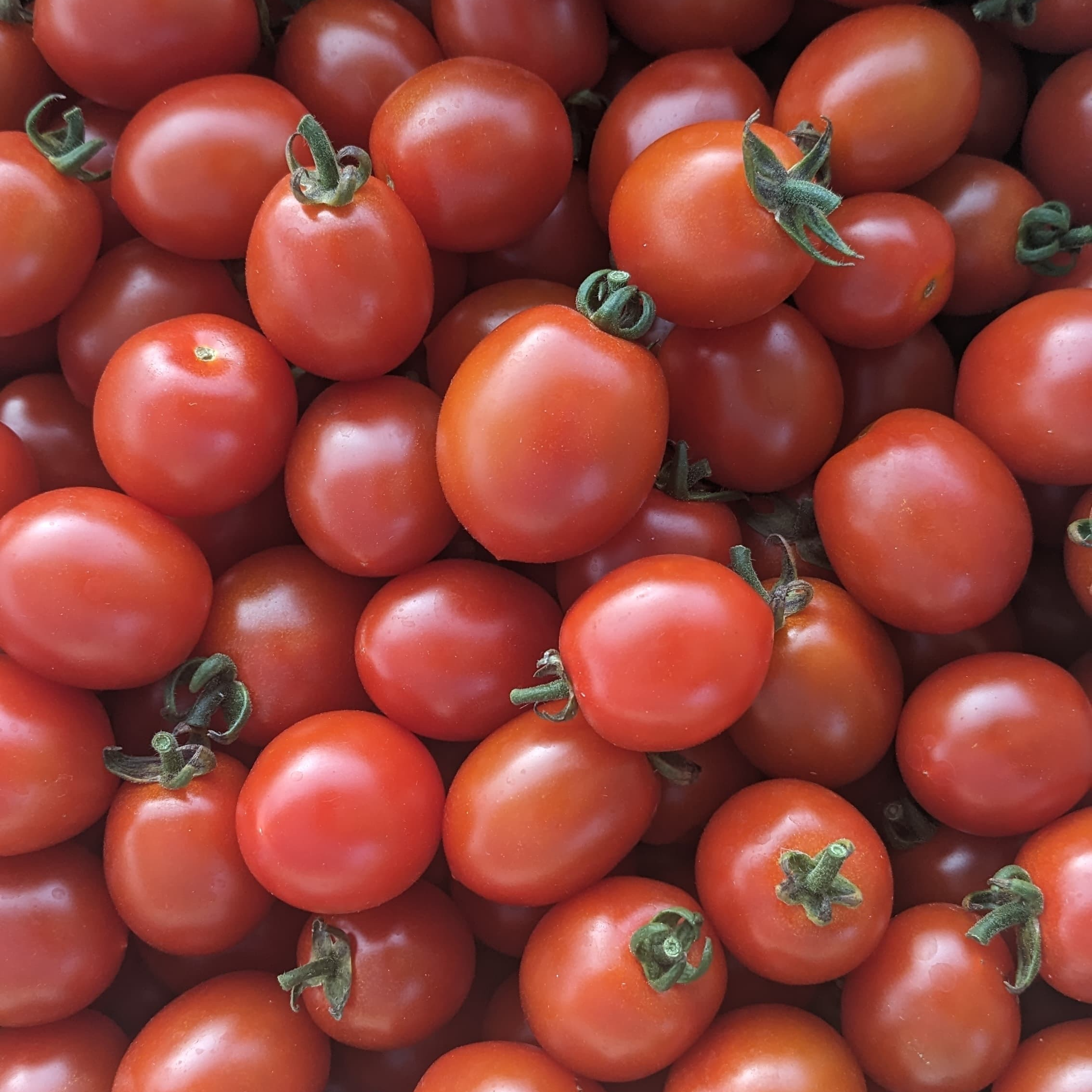 Tomate cerise - 330g