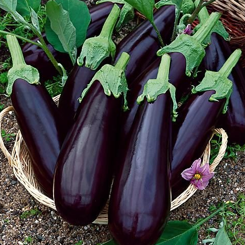 Aubergine (pièce)