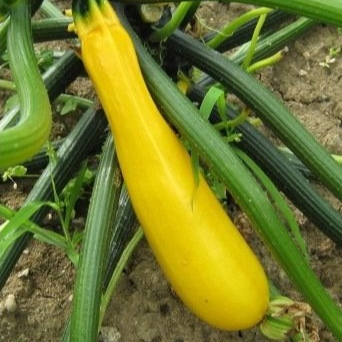 Courgette Gold rush en godet 8 cm