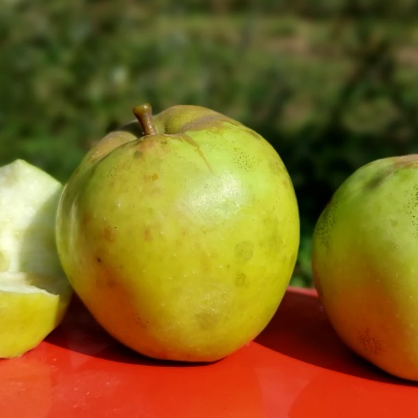 Pommier 'Pointue de Tréscléoux'/ Bittenfelder / 1m et plus / 5L