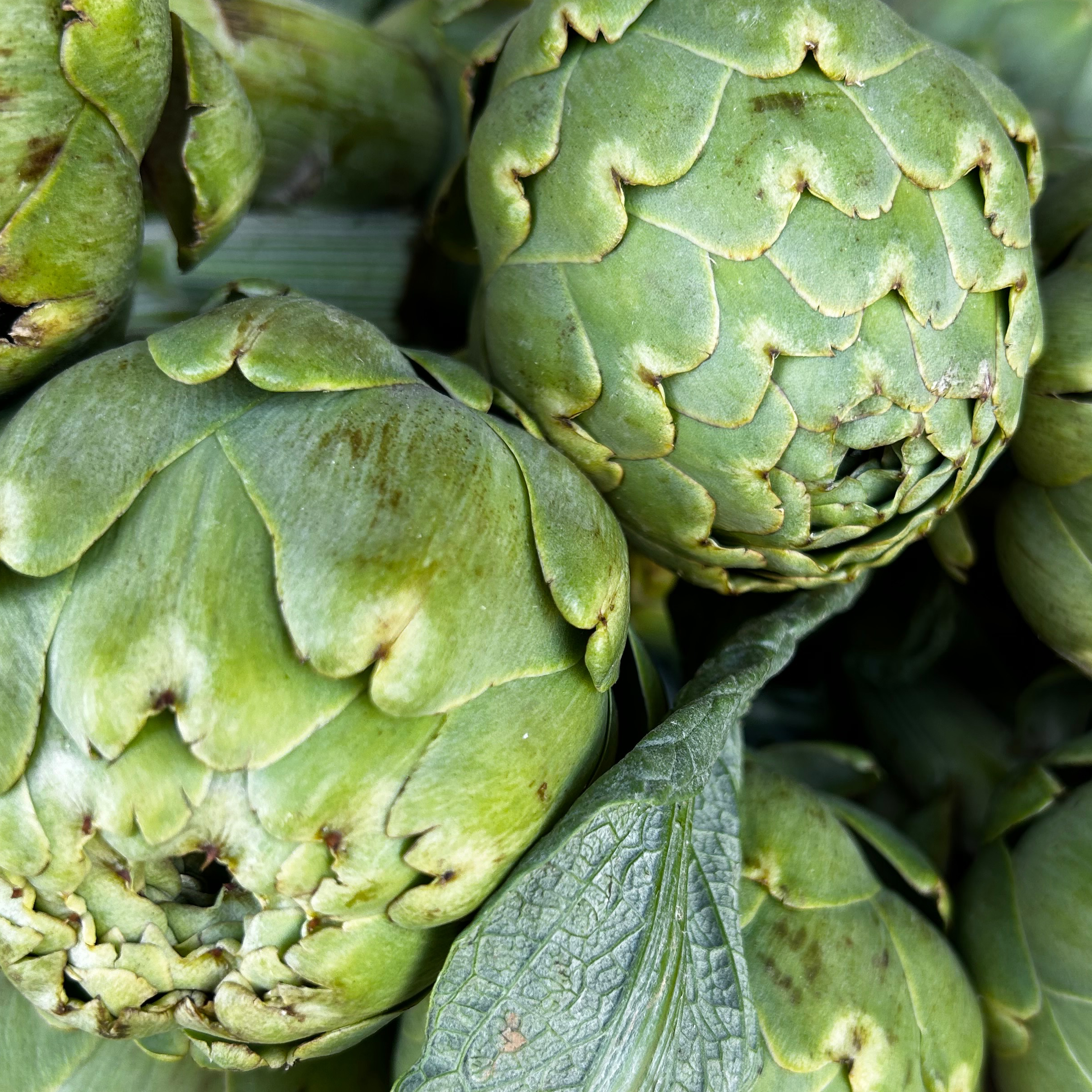 ARTICHAUT/ la pièce