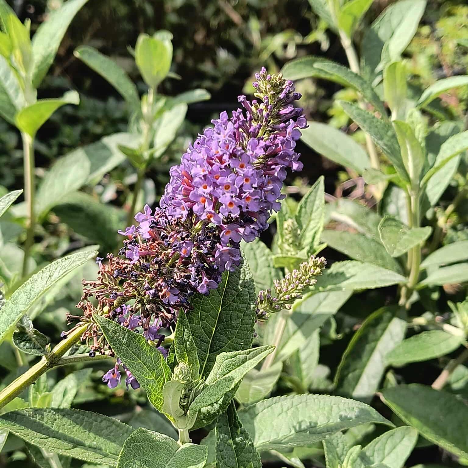Arbre à papillons - Buddleia "Empire Blue"