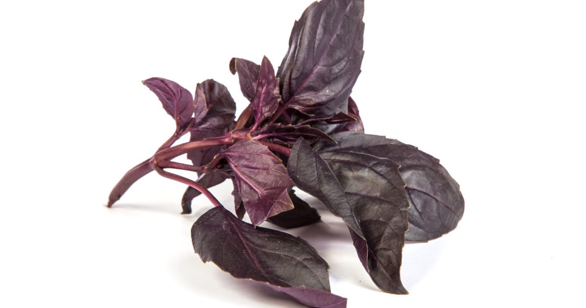 Botte de Basilic rouge