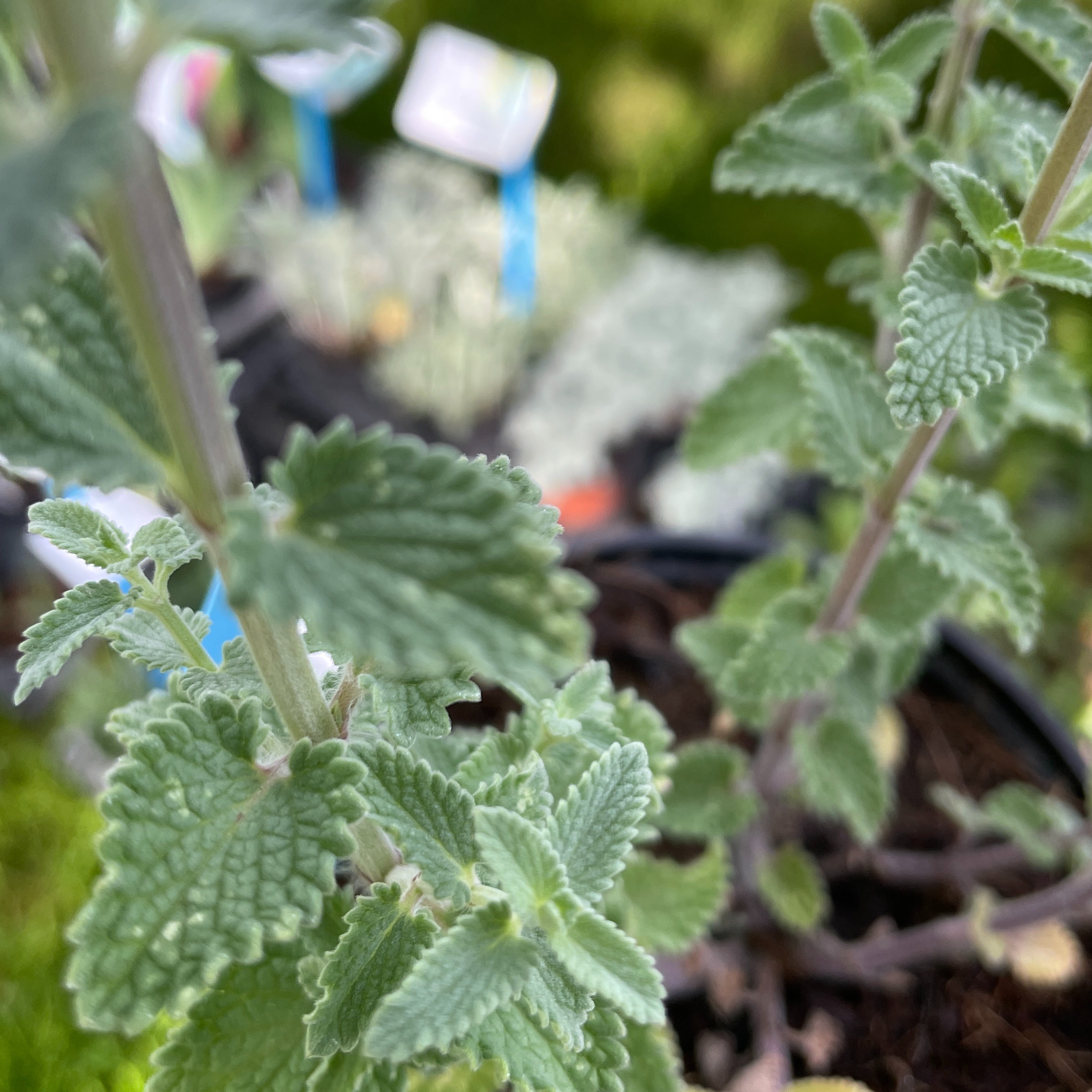 Nepeta faassenii ‘Six Hills Giant’