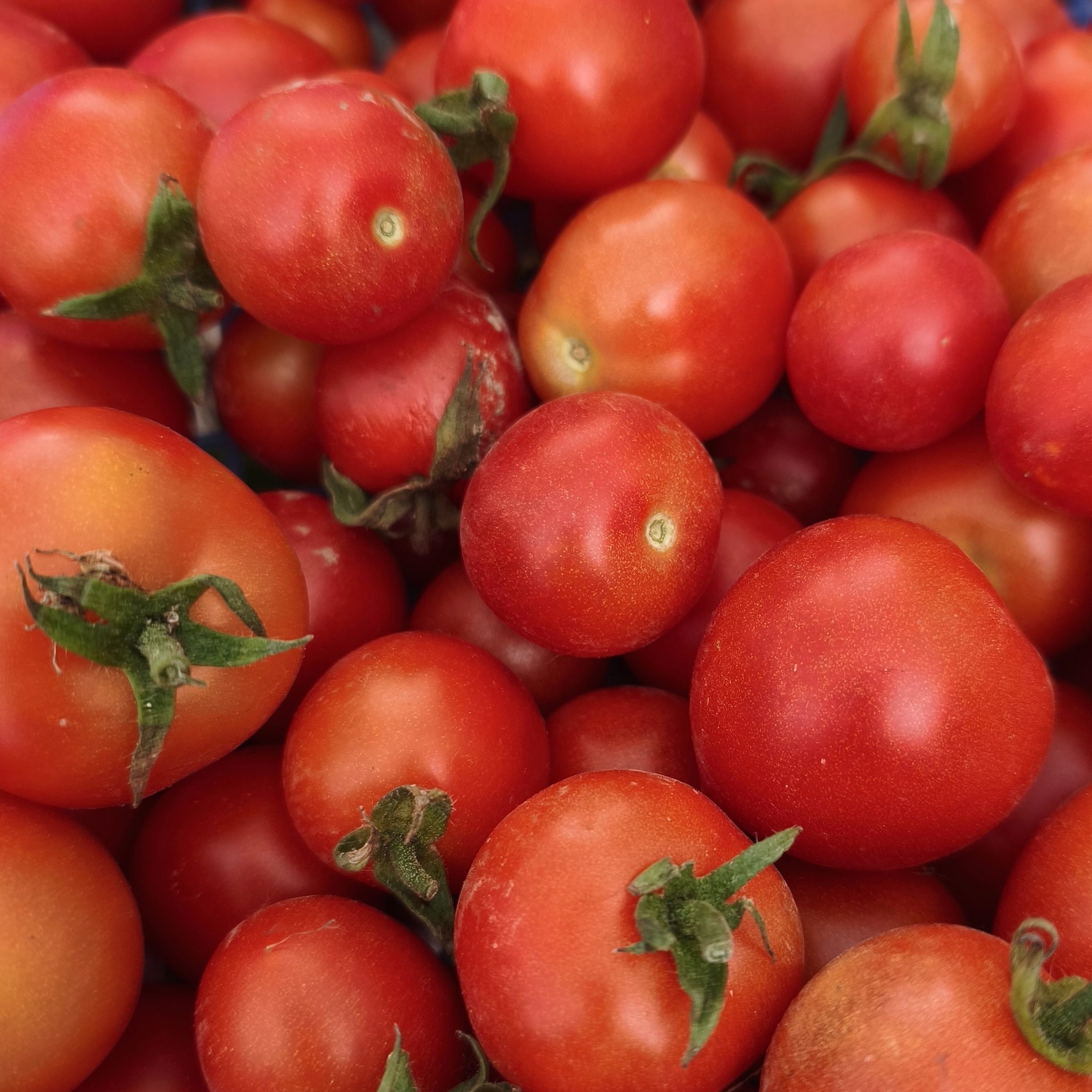 Tomates à Cocktail