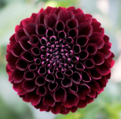 Dahlia Radjah