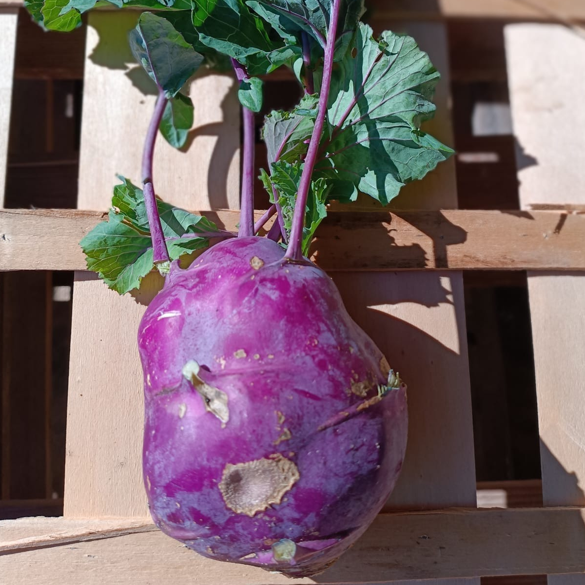 chou rave violet  (unité)