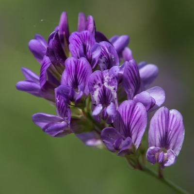 Fleurs d'alfa alfa (par 25)