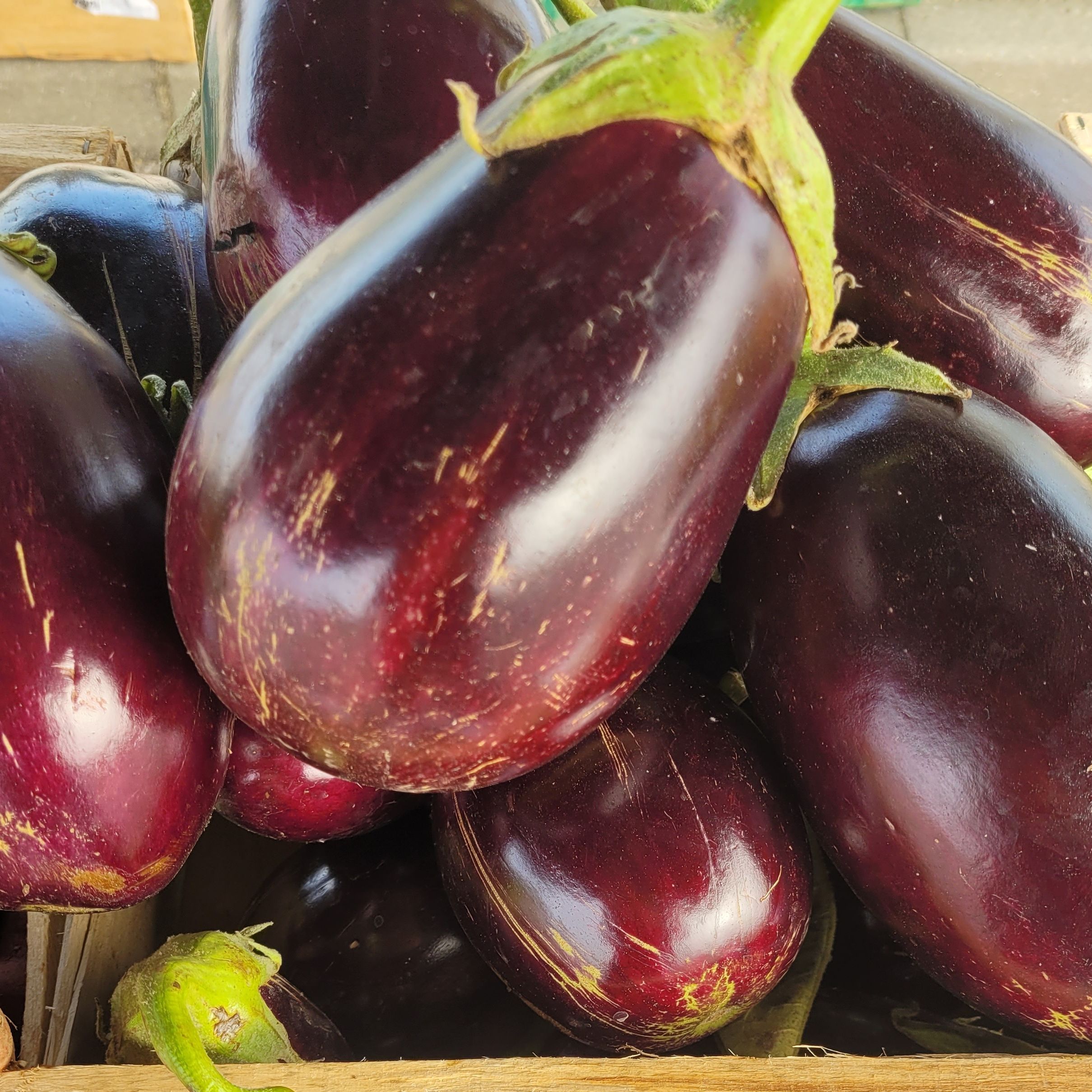 AUBERGINE