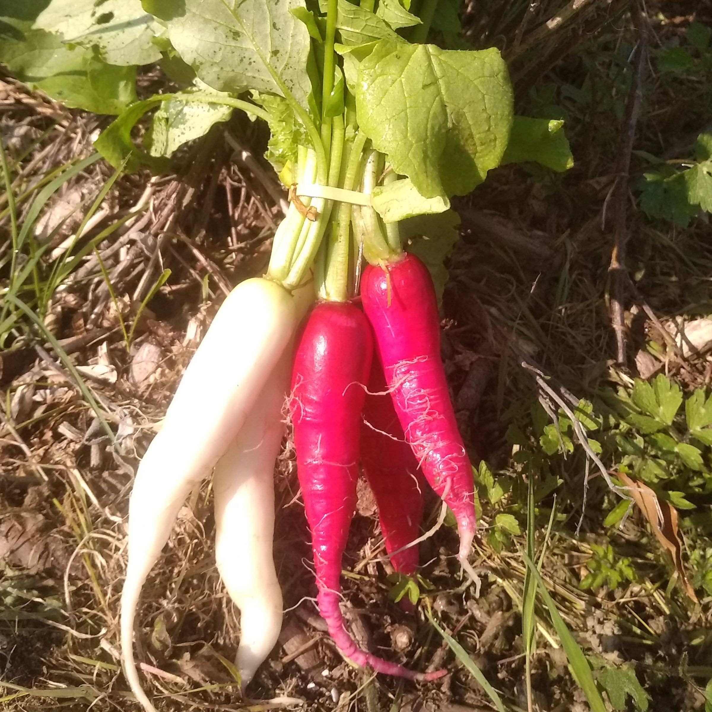 Botte Radis gros roses et blancs