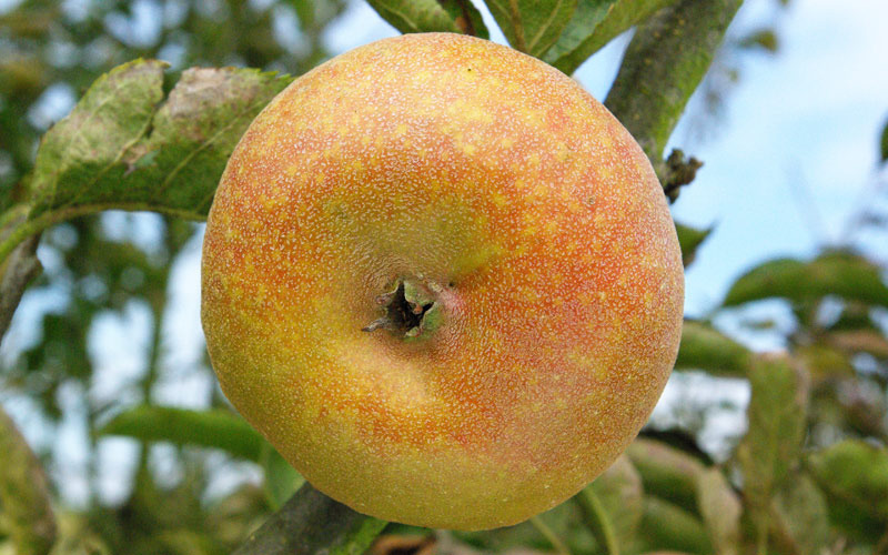 Pommier - Malus domestica "Court Pendu Gris"