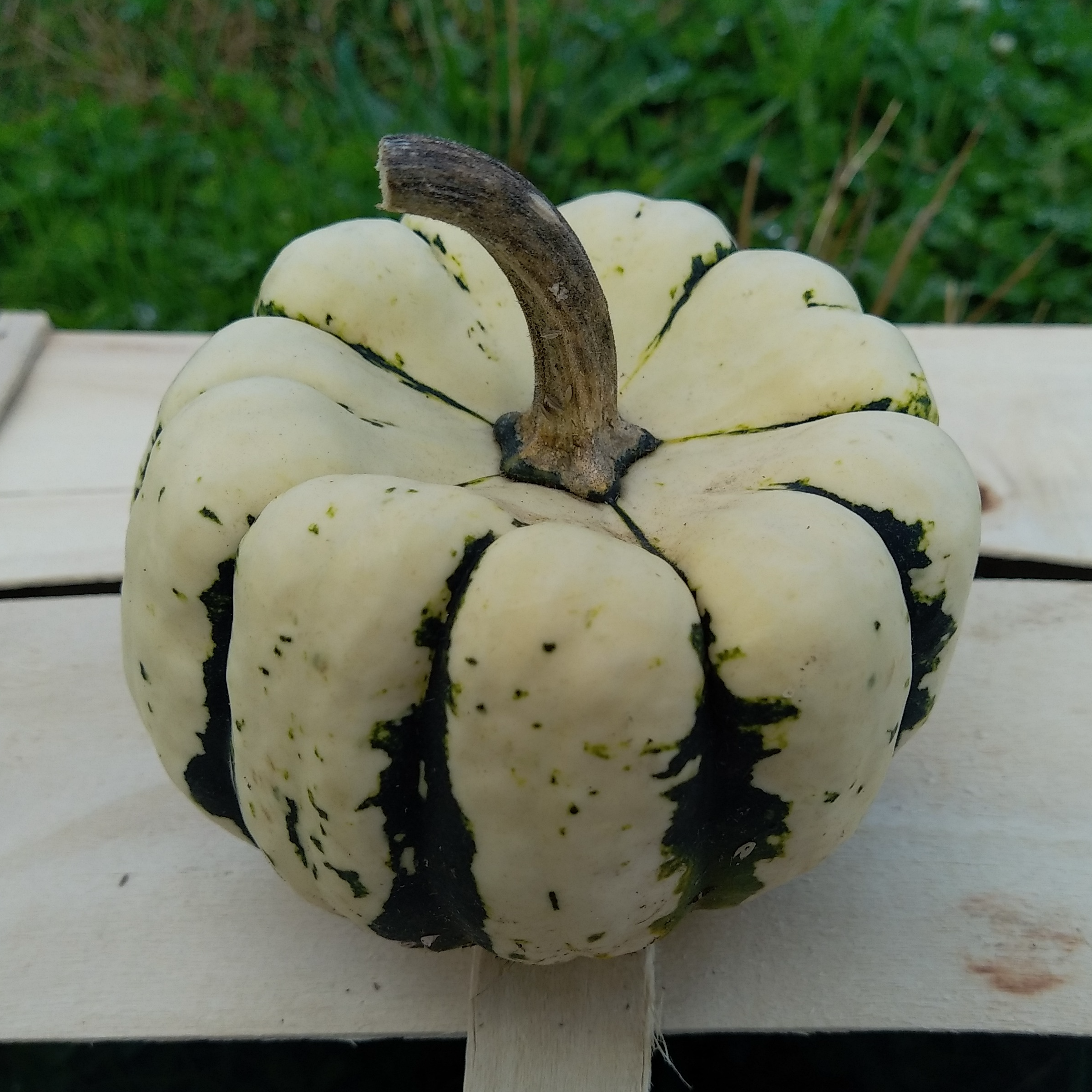 Courge patidou (à farcir)