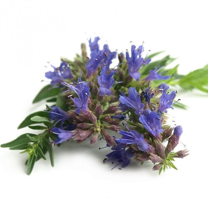 Bouquet - Hysope - 40g