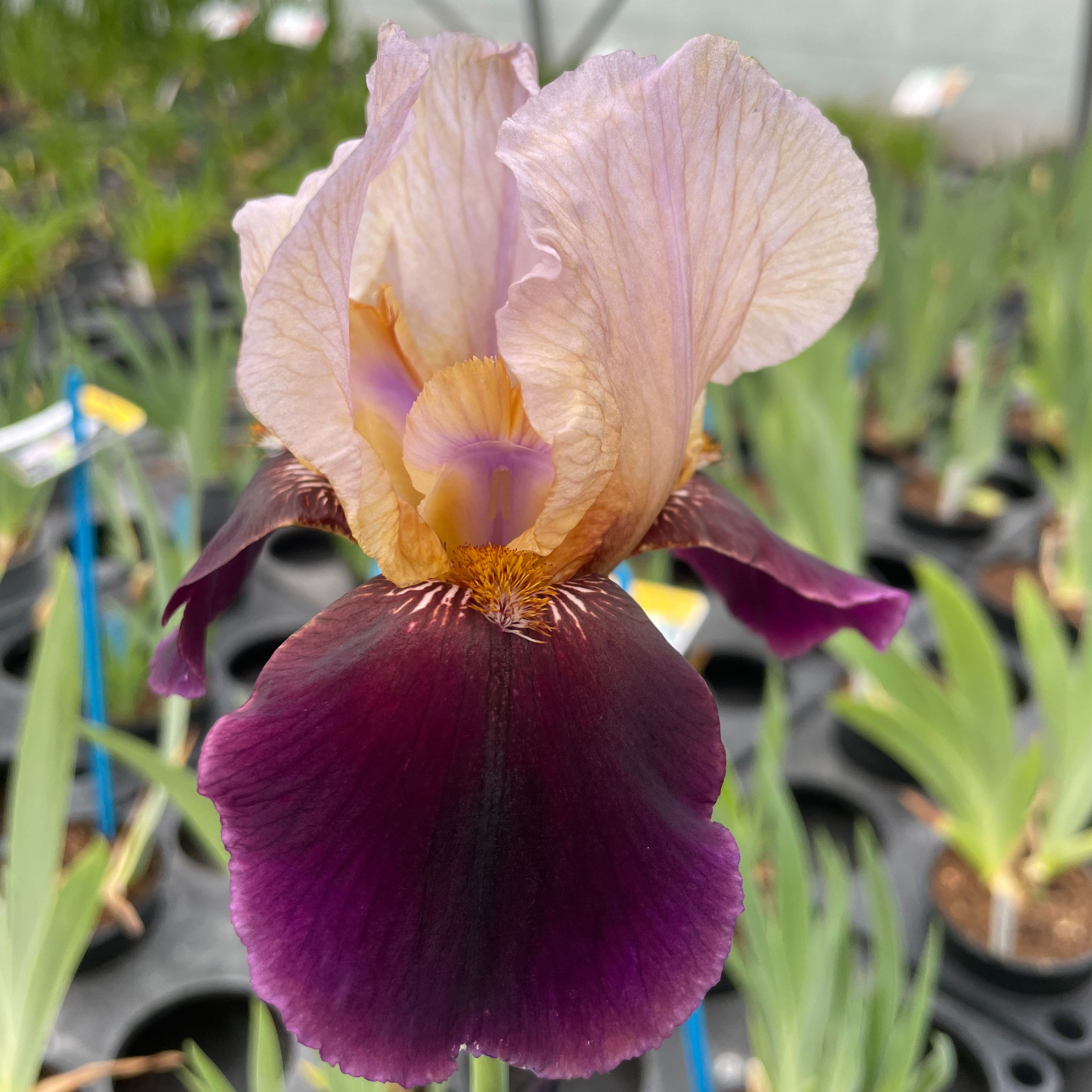 Iris germanica 'Wine And Roses'