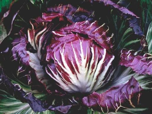Chicorée rouge chioggia - 0,3kg