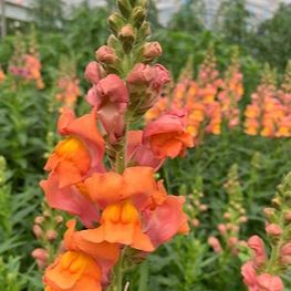 Muflier 'monarch amber'