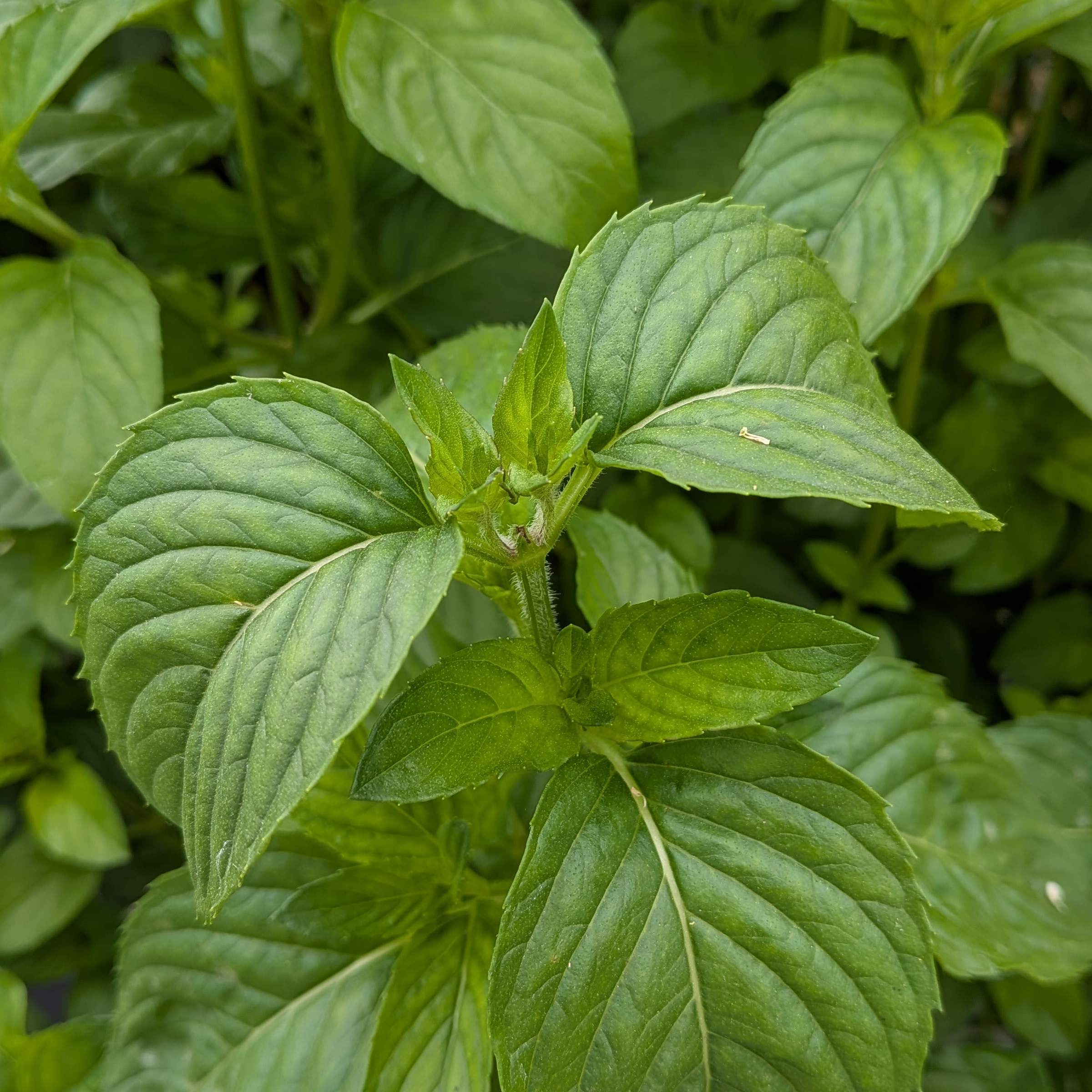 Mixe Menthe - 50g