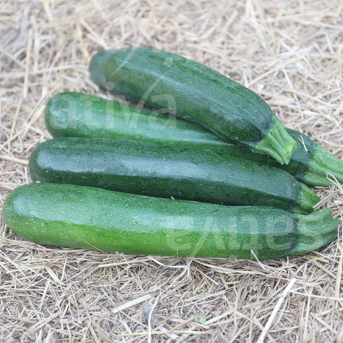 Courgettes