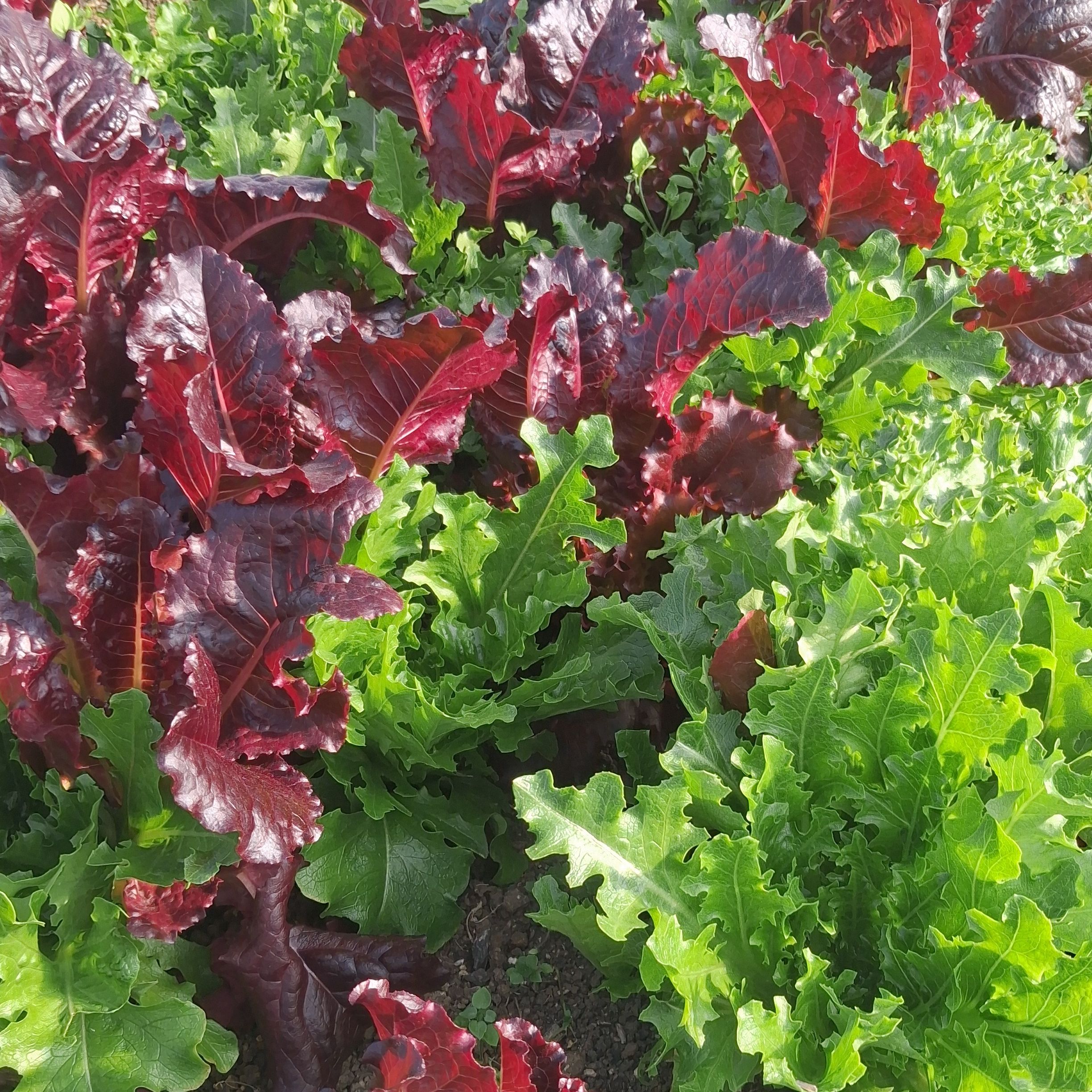 Salade Mélangée - 200g