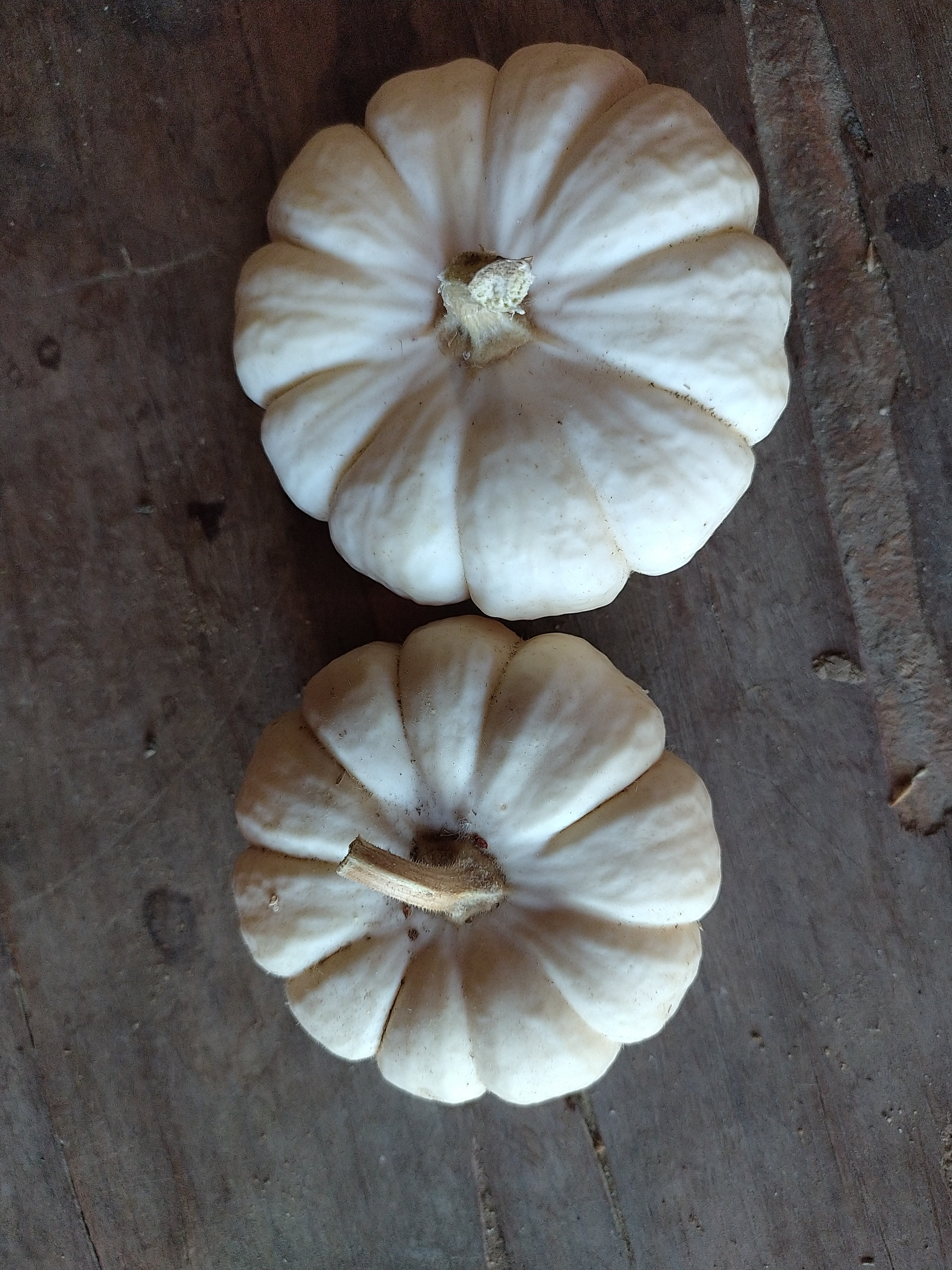 Courge baby boo